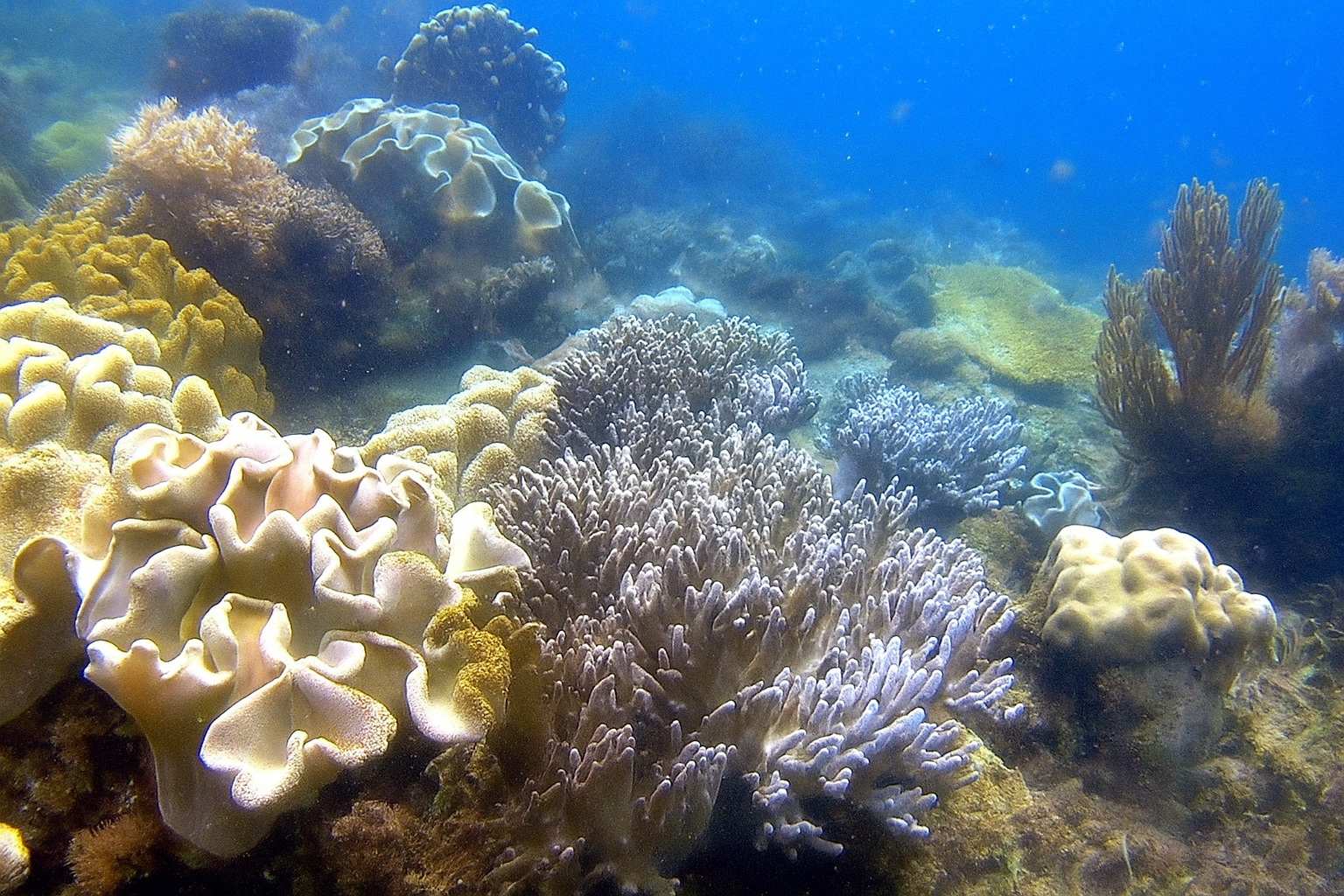 Terumbu Karang Pulau Miang Kalimantan Timur
